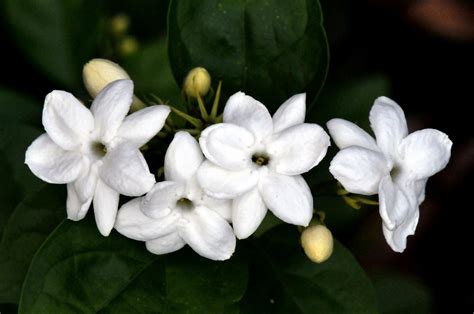 jasmine plants pictures.